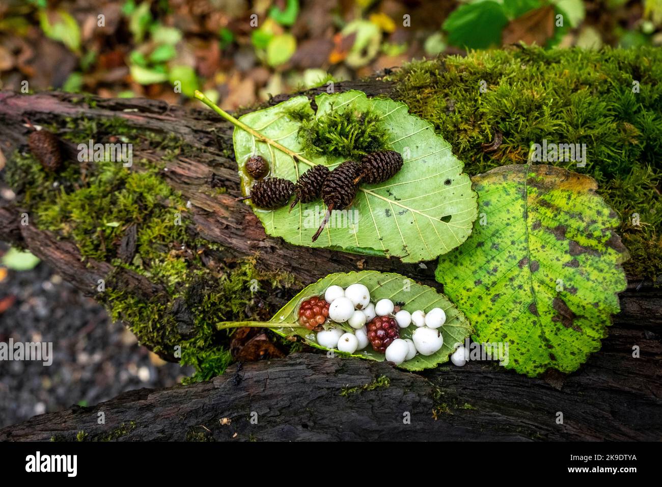 Baies et cônes de pin assis sur une feuille, Pacific Northwest, États-Unis Banque D'Images