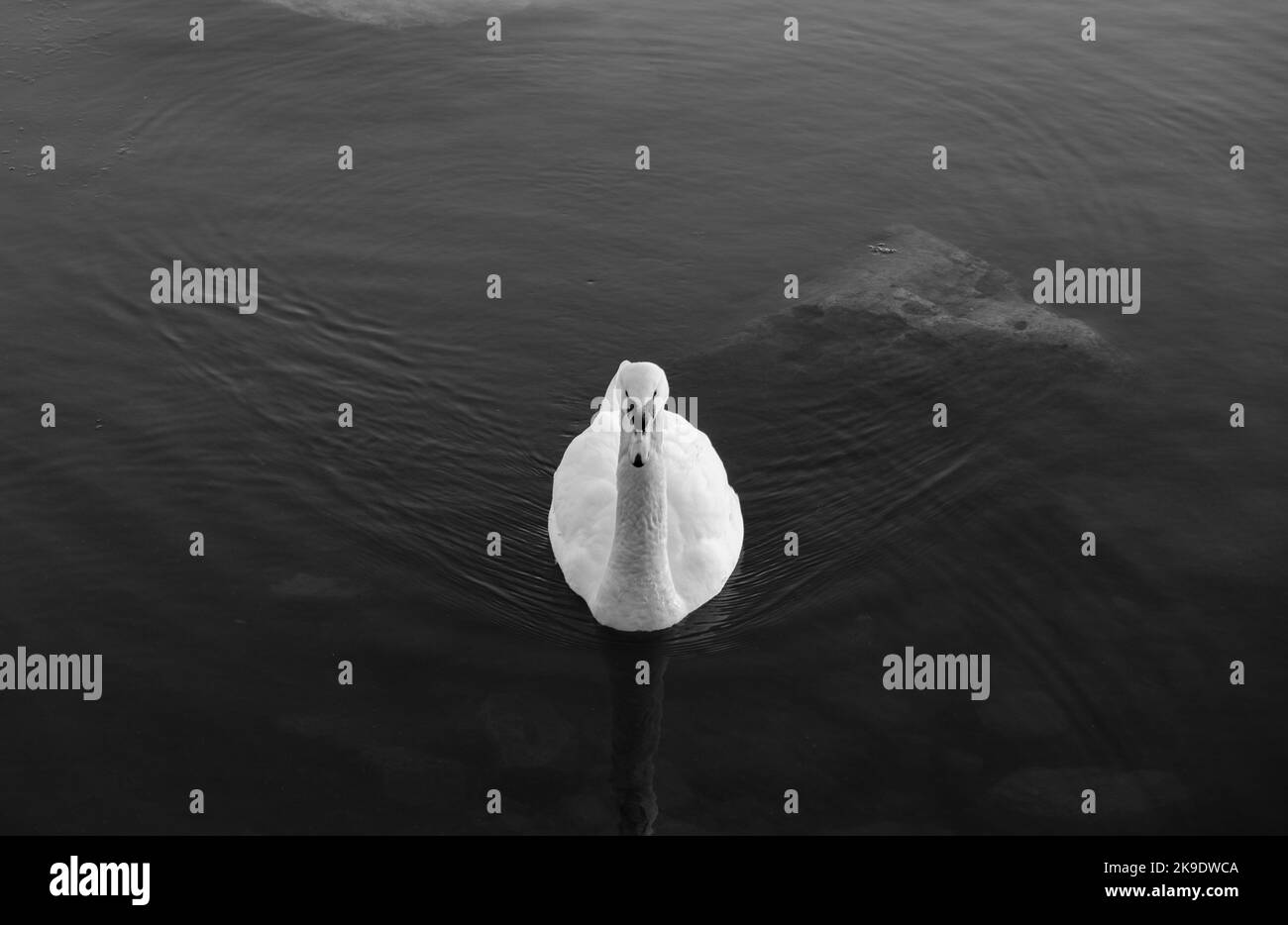 White Swan on black water Banque D'Images