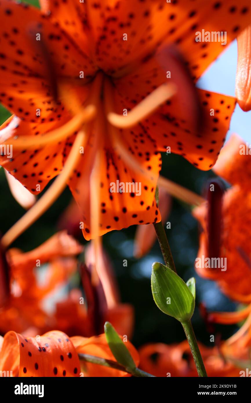 Photo de lilies de tigre sur une belle journée d'été de près Banque D'Images