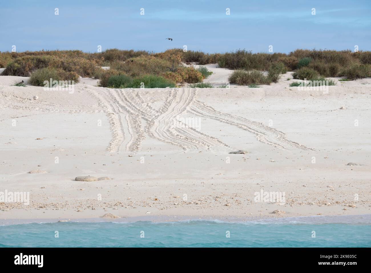 Australie occidentale, Kimberley, Îles Lacepedes. Importante zone d'habitat de reproduction pour les tortues vertes. Site de nidification des tortues de mer, pistes sur la plage. Banque D'Images