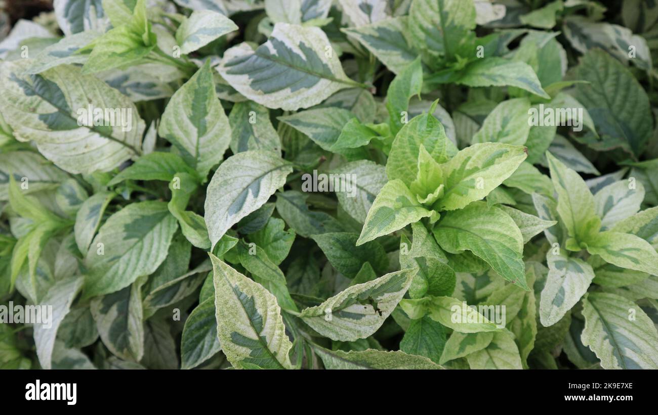 Arbustes de deren blanc elegantissima dans la nature. Communément appelé Cornus alba elegantissima. Combinaison de feuilles vertes et blanches, très belle. Banque D'Images