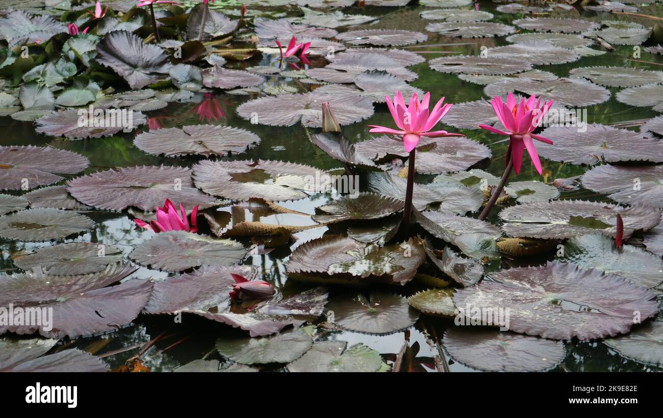 Magnifique Teratai ou lac de Lily à Floating Market, West Java, Indonésie. Nymphée est un genre de plantes aquatiques tendres et rustiques. Banque D'Images