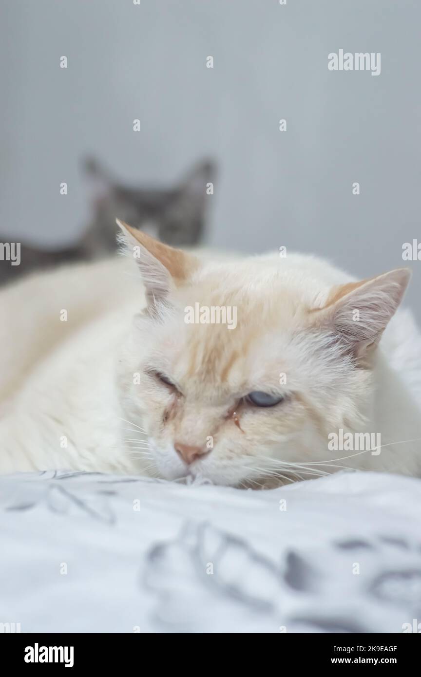 Chats domestiques dormant sur un grand lit, concept d'animal de compagnie. Banque D'Images