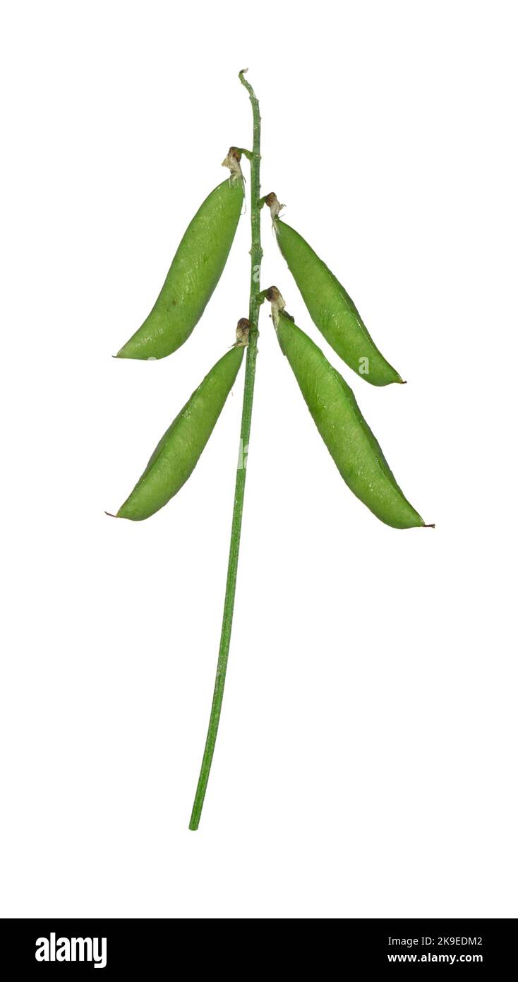Vesce jargeau - Vicia cracca Banque D'Images
