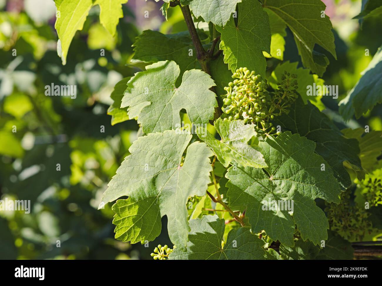 gros plan sur les feuilles de raisin et les petits raisins Banque D'Images