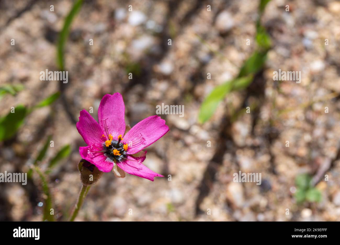 Fleur rose d'un petit Drosera cistiflora dans un habitat naturel avec espace de copie Banque D'Images