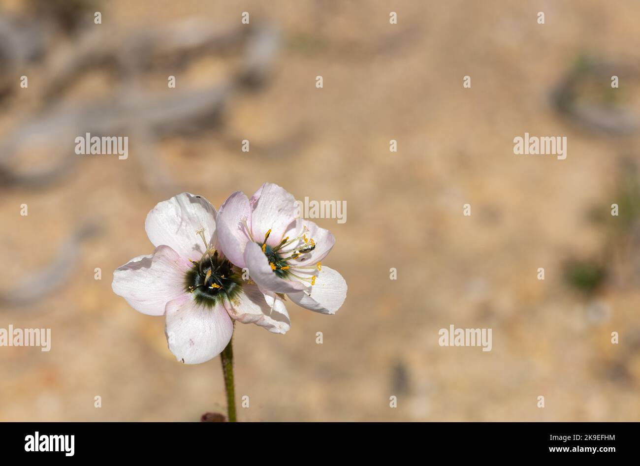 Vue frontale de deux fleurs blanches avec une touche rose de la cistiflora de Drosera (une plante carnivore) prise dans un habitat avec espace d'imitation Banque D'Images