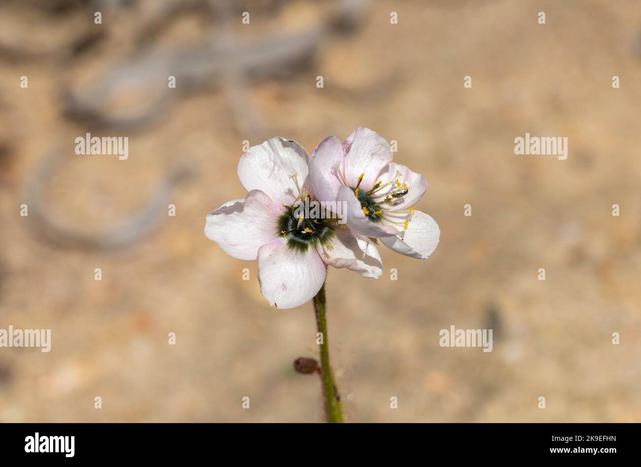 Vue frontale de deux fleurs blanches avec une touche rose de la cistiflora de Drosera (une plante carnivore) prise dans un habitat avec espace d'imitation Banque D'Images