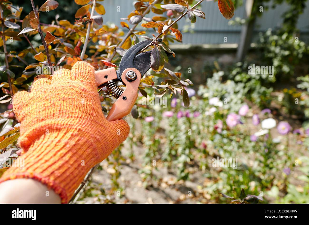Élagage Arbuste Buis Par Les Élagueurs De Jardin En Jour D'été Banque  D'Images et Photos Libres De Droits. Image 60884283