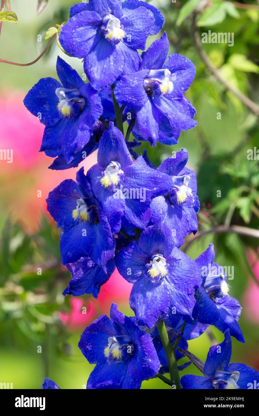 Bleu, Delphinium, fleur, floraison, jardin, Fleurs, tige, plante, Belladonna Delphinium 'Atlantis' Banque D'Images