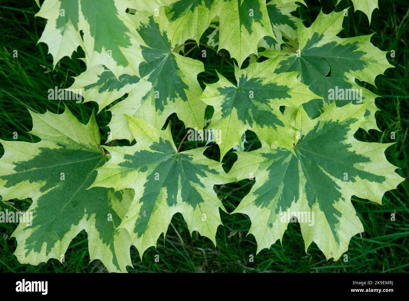 Belles feuilles blanches crémeuses aux bords de l'érable de Norvège, Acer platanoides 'Dummondii' Banque D'Images