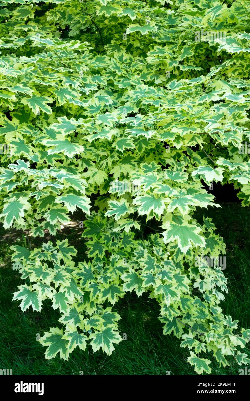 Acer platanoides Tree, Norvège érable, Acer platanoides 'Dummondii' Norvège feuilles d'érable feuillage d'érable Banque D'Images