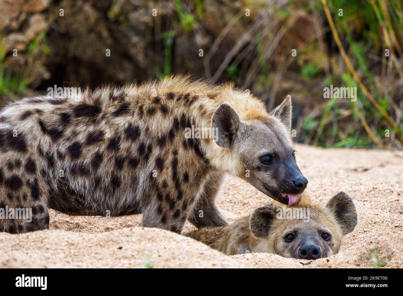 Hyène tachetée ou hyène riante (Crocuta crocuta). Parc national Kruger. Mpumalanga. Afrique du Sud. Banque D'Images