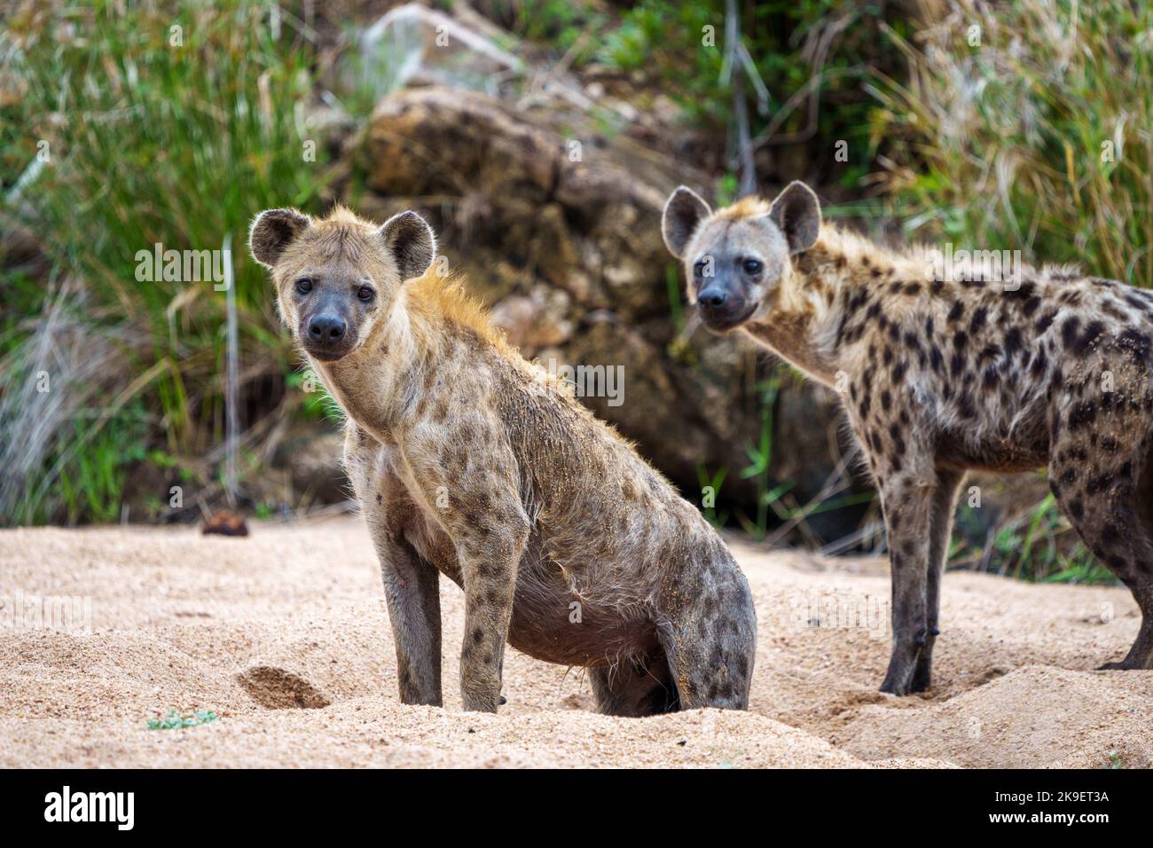 Hyène tachetée ou hyène riante (Crocuta crocuta). Parc national Kruger. Mpumalanga. Afrique du Sud. Banque D'Images