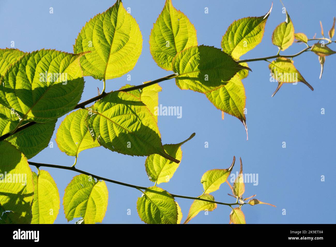 Actinidia, feuilles, Actinidia kolomikta, Kiwi Vine, Actinidia maloides, Vue de dessous, Climber, Backlit, tige, plante Banque D'Images