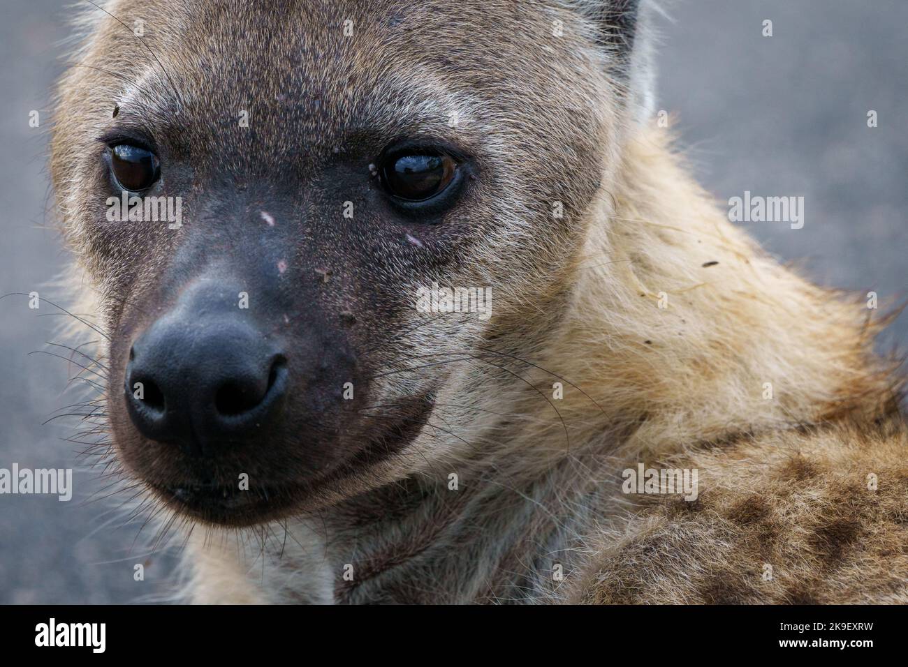 Hyène tachetée ou hyène riante (Crocuta crocuta). Parc national Kruger. Mpumalanga. Afrique du Sud. Banque D'Images