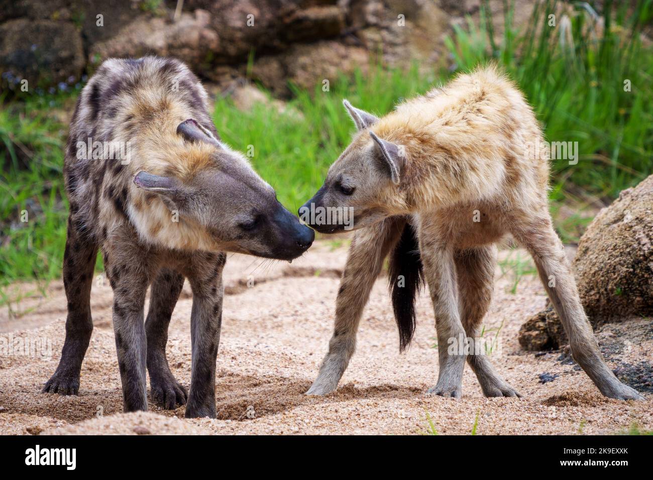 Hyène tachetée ou hyène riante (Crocuta crocuta). Parc national Kruger. Mpumalanga. Afrique du Sud. Banque D'Images
