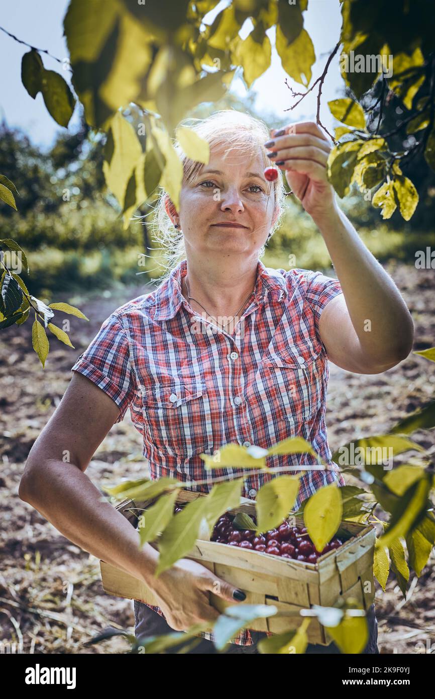 Femme cueillant des cerises dans le verger. Jardinier travaillant dans le jardin. Fermier tenant le panier avec des fruits mûrs Banque D'Images