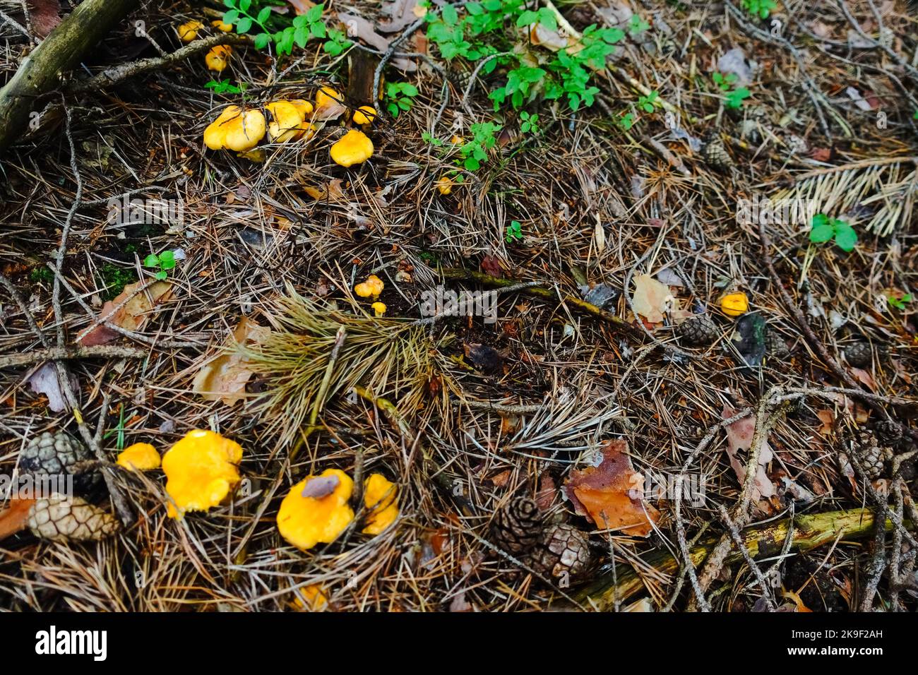 chanterelles jaunes fraîches dans le plancher de la forêt avec de nombreuses aiguilles Banque D'Images