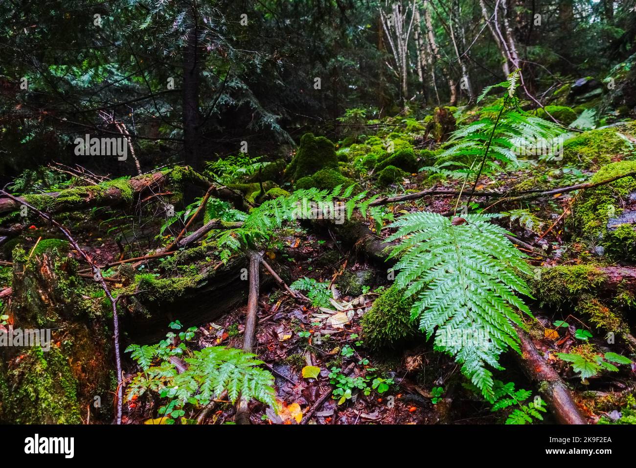 fougère verte entre les rochers et les branches dans une forêt en automne Banque D'Images