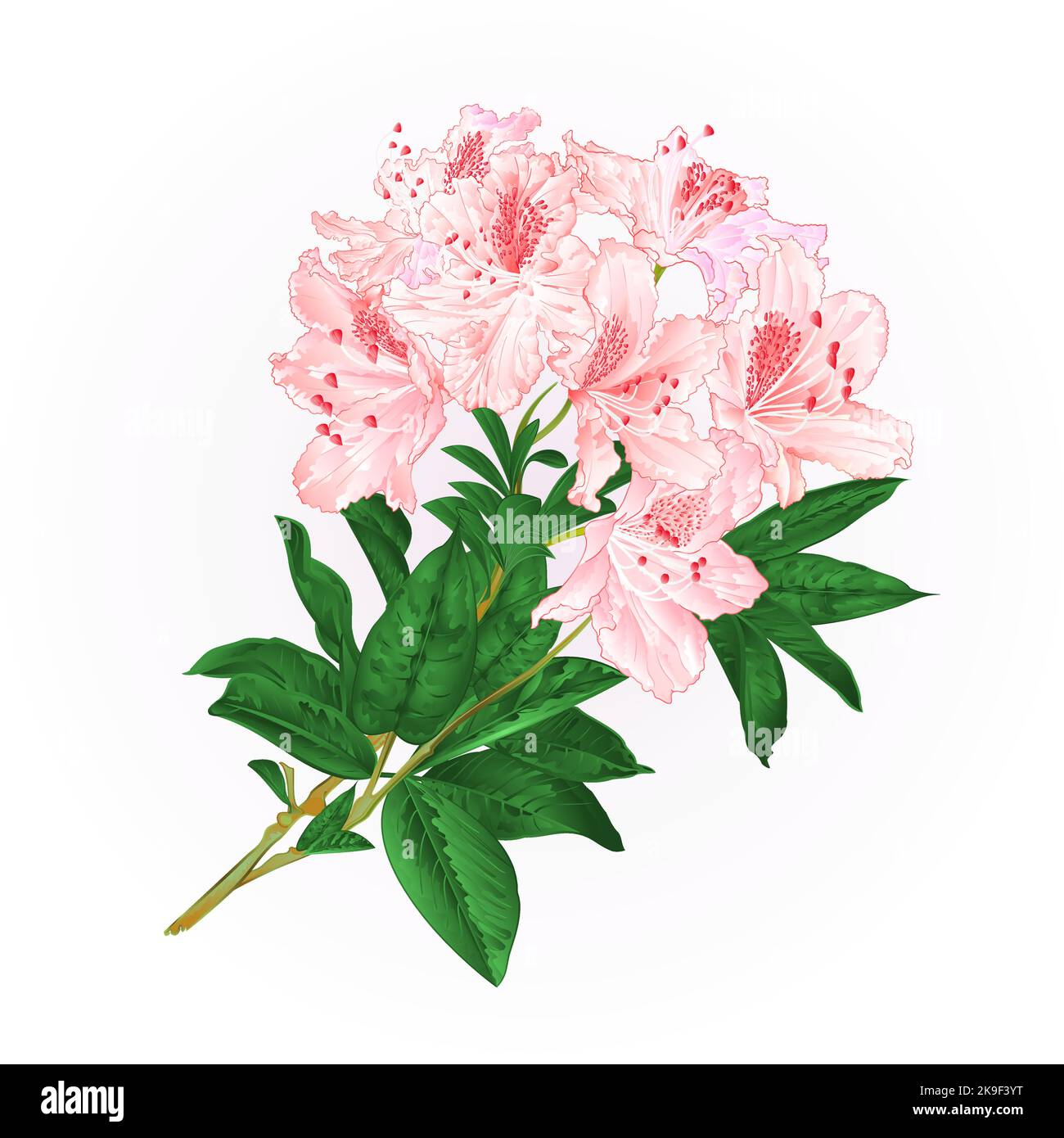 Branche fleurs rose clair rhododendron arbuste de montagne illustration vectorielle vintage Illustration de Vecteur