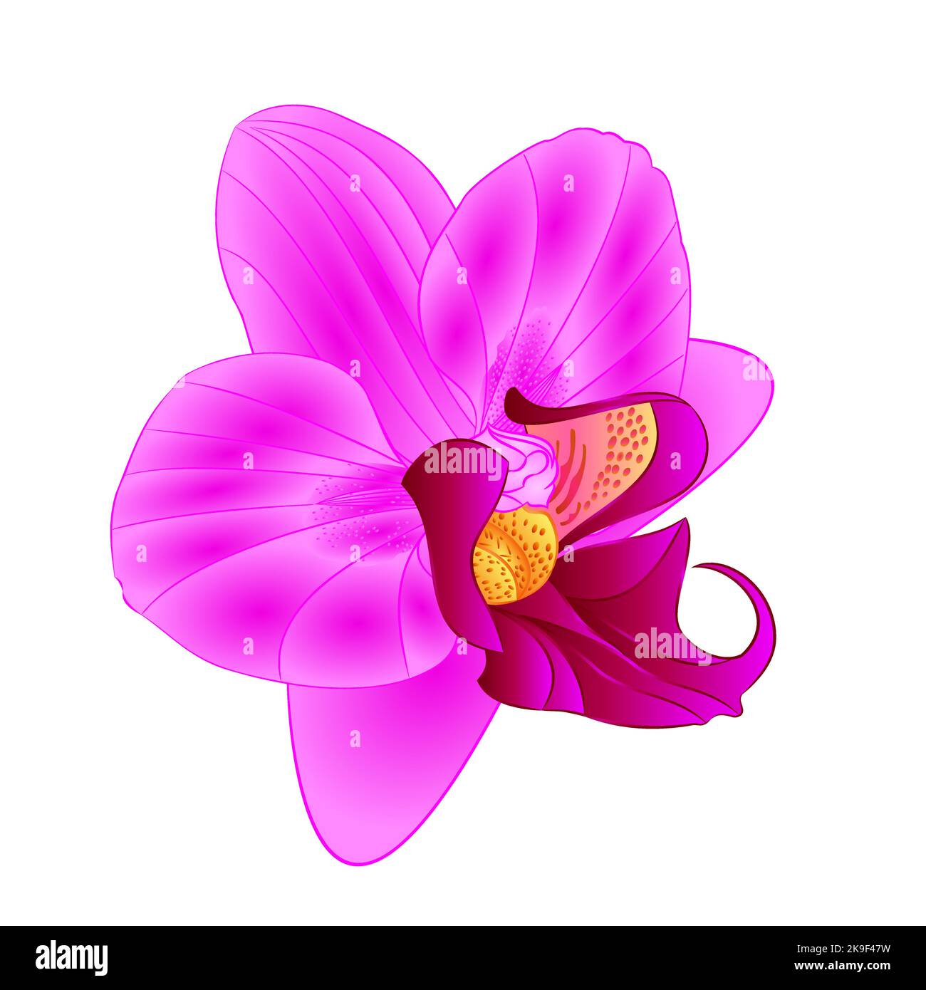 Violet Orchid Phalaenopsis belle fleur closeup isolé vintage vecteur modifiable illustration dessin à la main Illustration de Vecteur