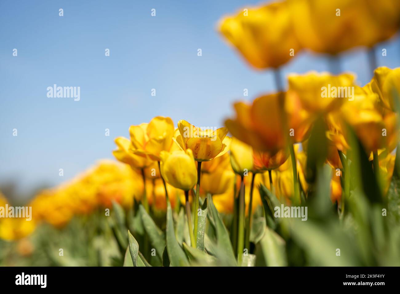 champ avec tulipes jaunes au printemps Banque D'Images