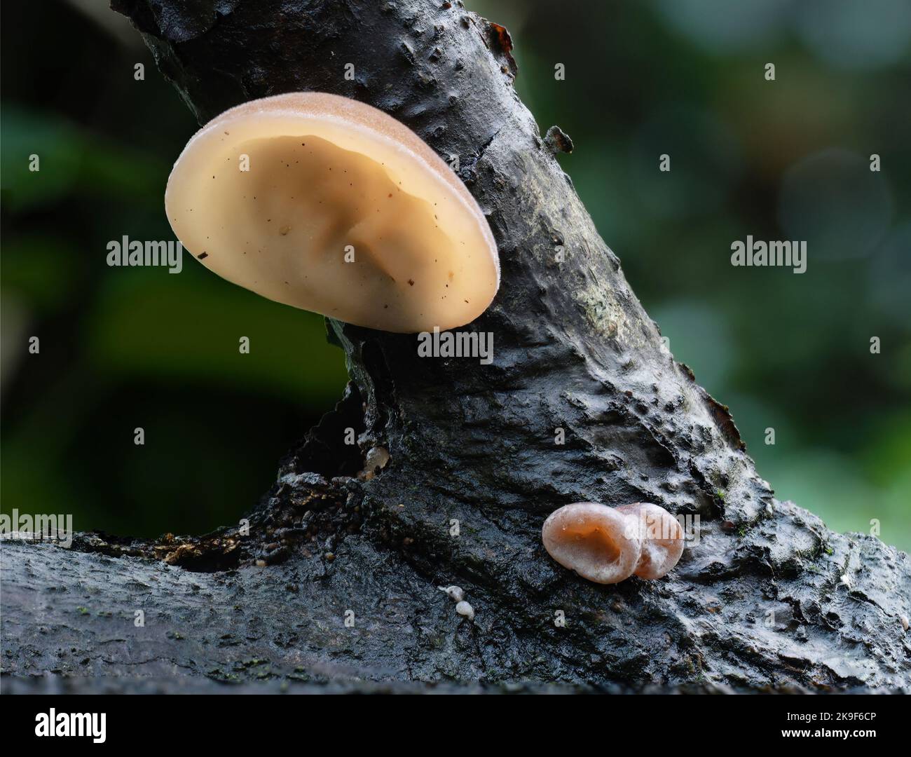 Champignons comestibles Auricularia auricula-judae alias Judas ou Jelly Ear. Dans l'habitat. Banque D'Images