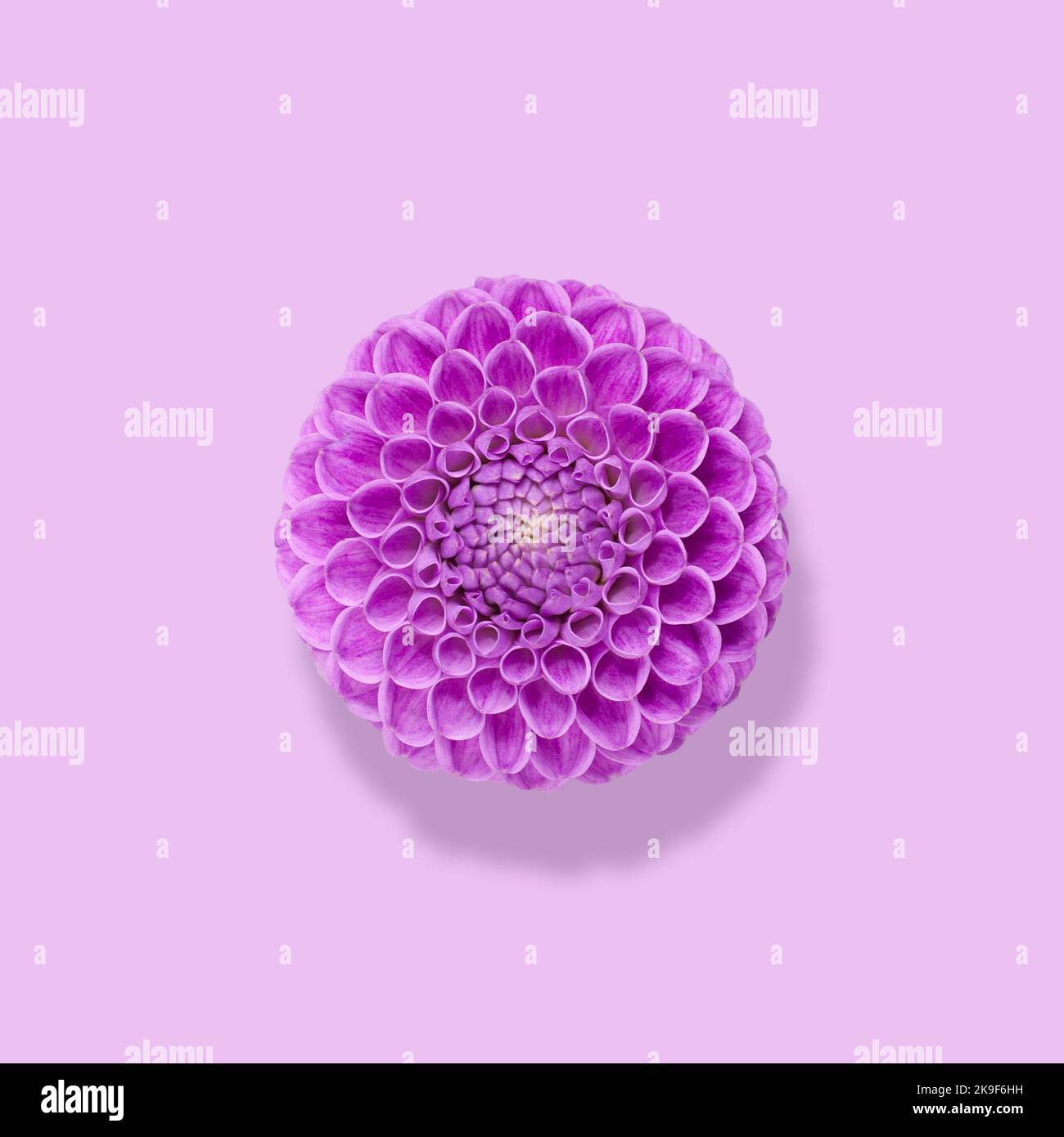 Fleur de Dahlia sur fond violet, élément de motif. Banque D'Images