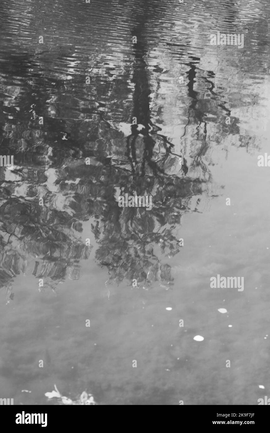 Feuilles d'automne et arbres se reflétant dans les eaux peu profondes de l'étang local Ina noir et blanc monochrome. Banque D'Images