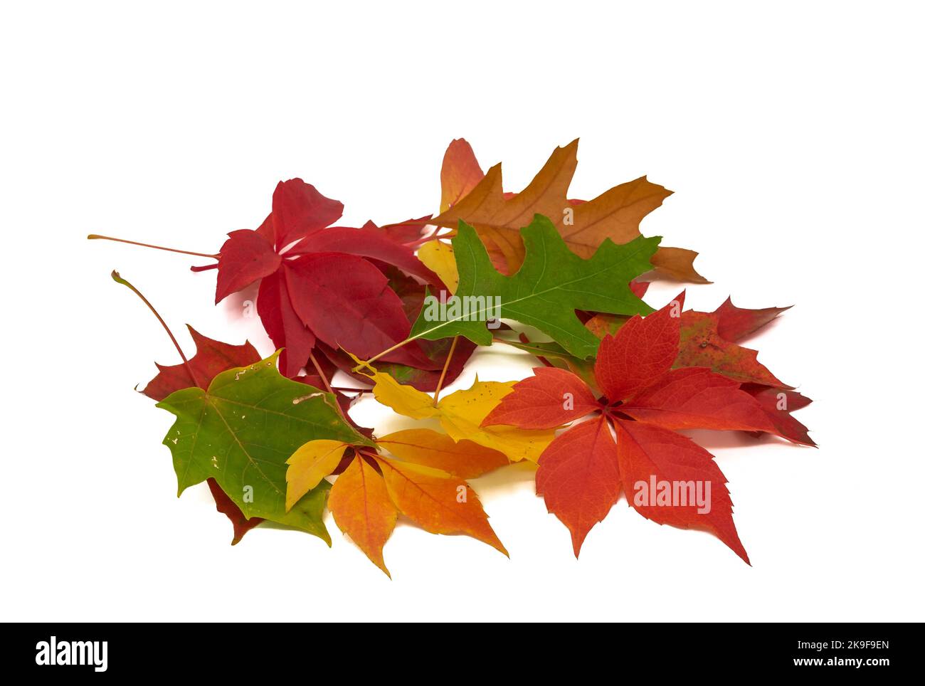 diverses feuilles d'automne colorées sur fond blanc Banque D'Images