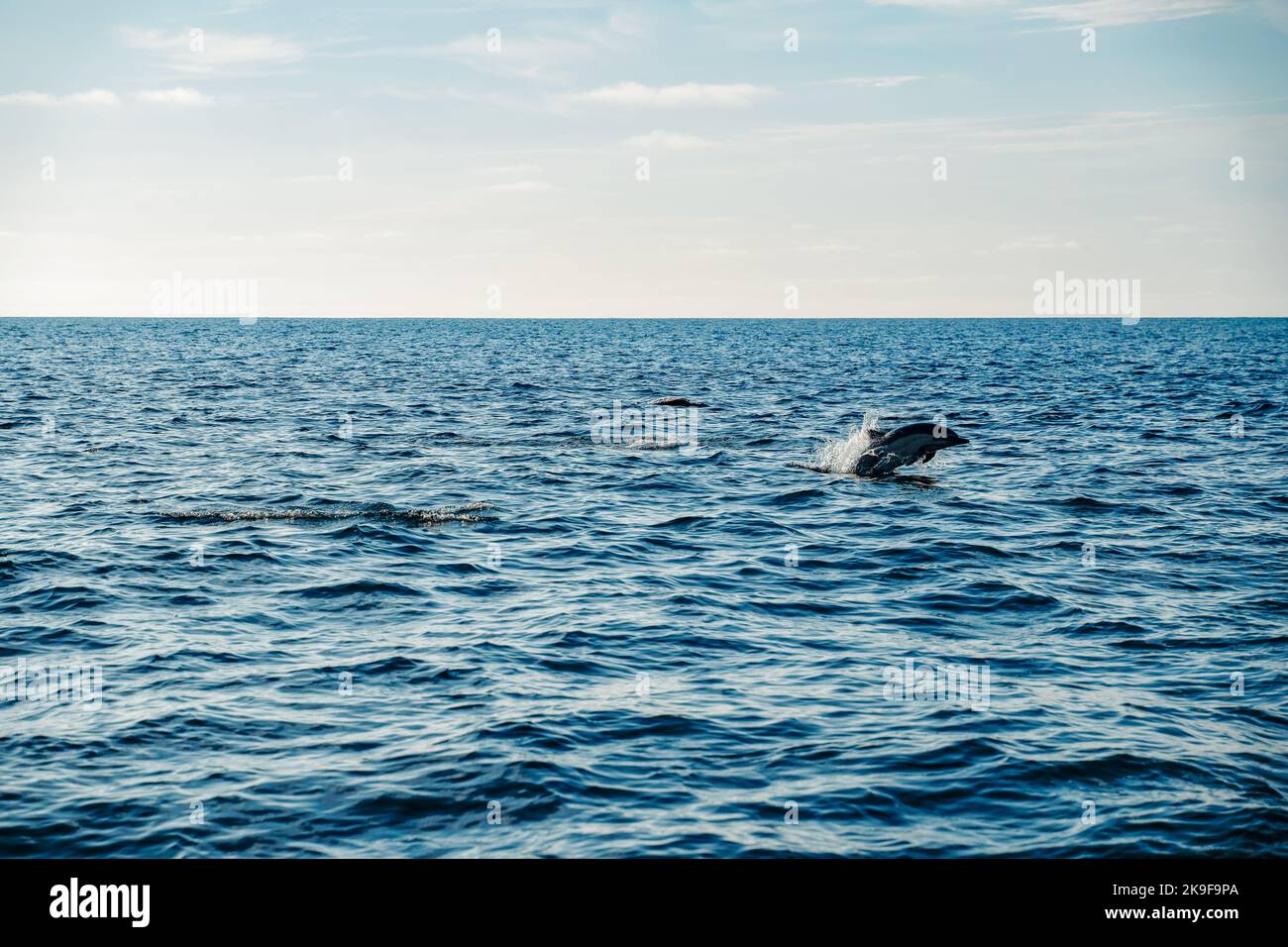 Silhouette commune de dauphin contre le soleil nageant dans l'océan Pacifique bleu excursions d'observation des baleines en Californie Etats-Unis préservation de la faune et biodi marin Banque D'Images