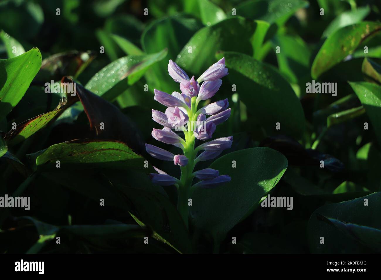 Gros plan de la jacinthe d'eau à fleurs (Eichhornia crassipes) en pleine croissance sauvage dans les eaux marécageuses de Brazos Bend, Texas. Banque D'Images