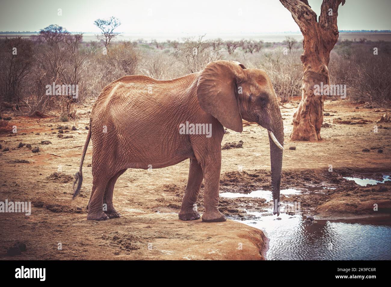 Portrait d'un éléphant dans le parc national de Tsavo, Kenya Banque D'Images