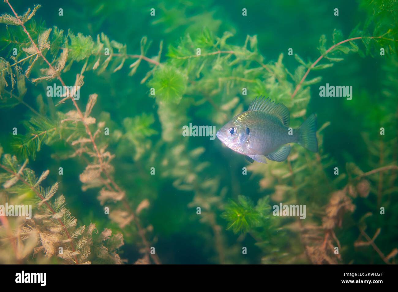 Dollar Sunfish dans son environnement naturel dans un lac intérieur. Banque D'Images