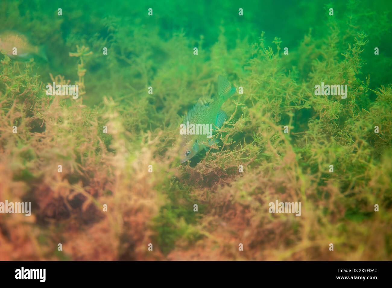 Dollar Sunfish dans son environnement naturel dans un lac intérieur. Banque D'Images