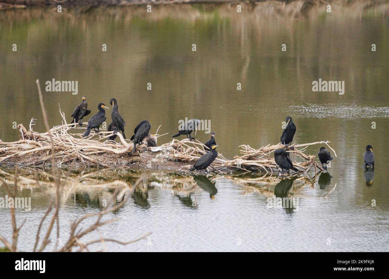 Groupe de grands cormorans (Phalacrocorax carbo) reposant dans des arbres morts dans le lagon, Guadalhorce, Andalousie, espagne. Banque D'Images