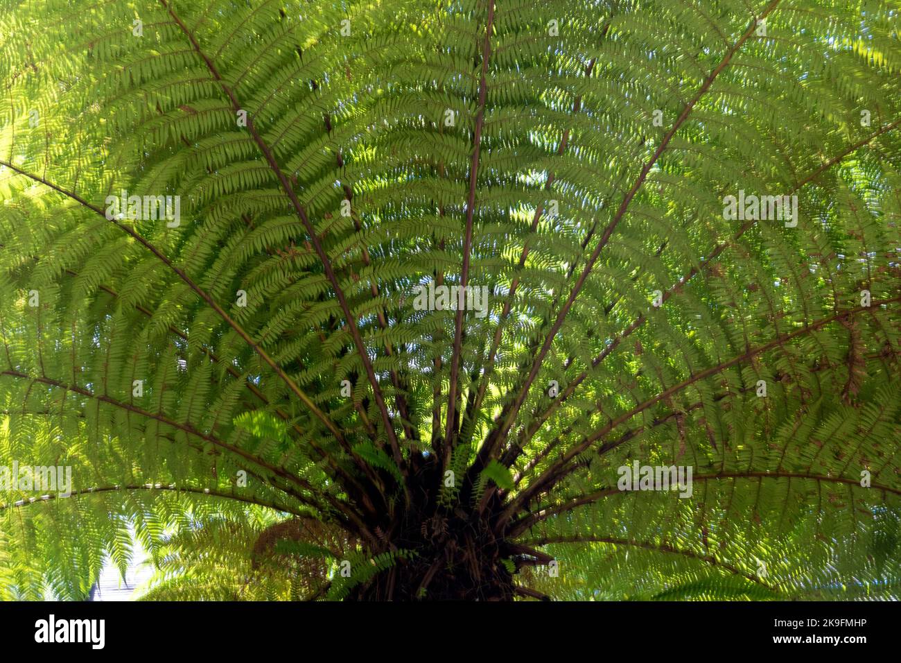 Vue rapprochée de la grande fougère des arbres Dicksonia squarrosa, également connue sous le nom de fougère des arbres de la Nouvelle-zélande. Banque D'Images