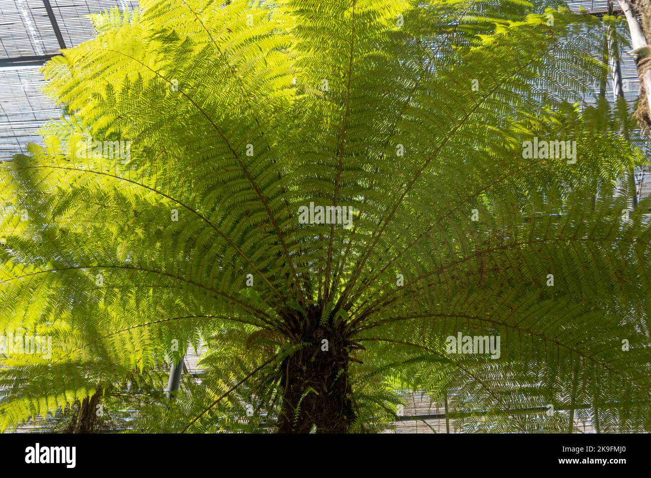 Vue rapprochée de la grande fougère des arbres Dicksonia squarrosa, également connue sous le nom de fougère des arbres de la Nouvelle-zélande. Banque D'Images