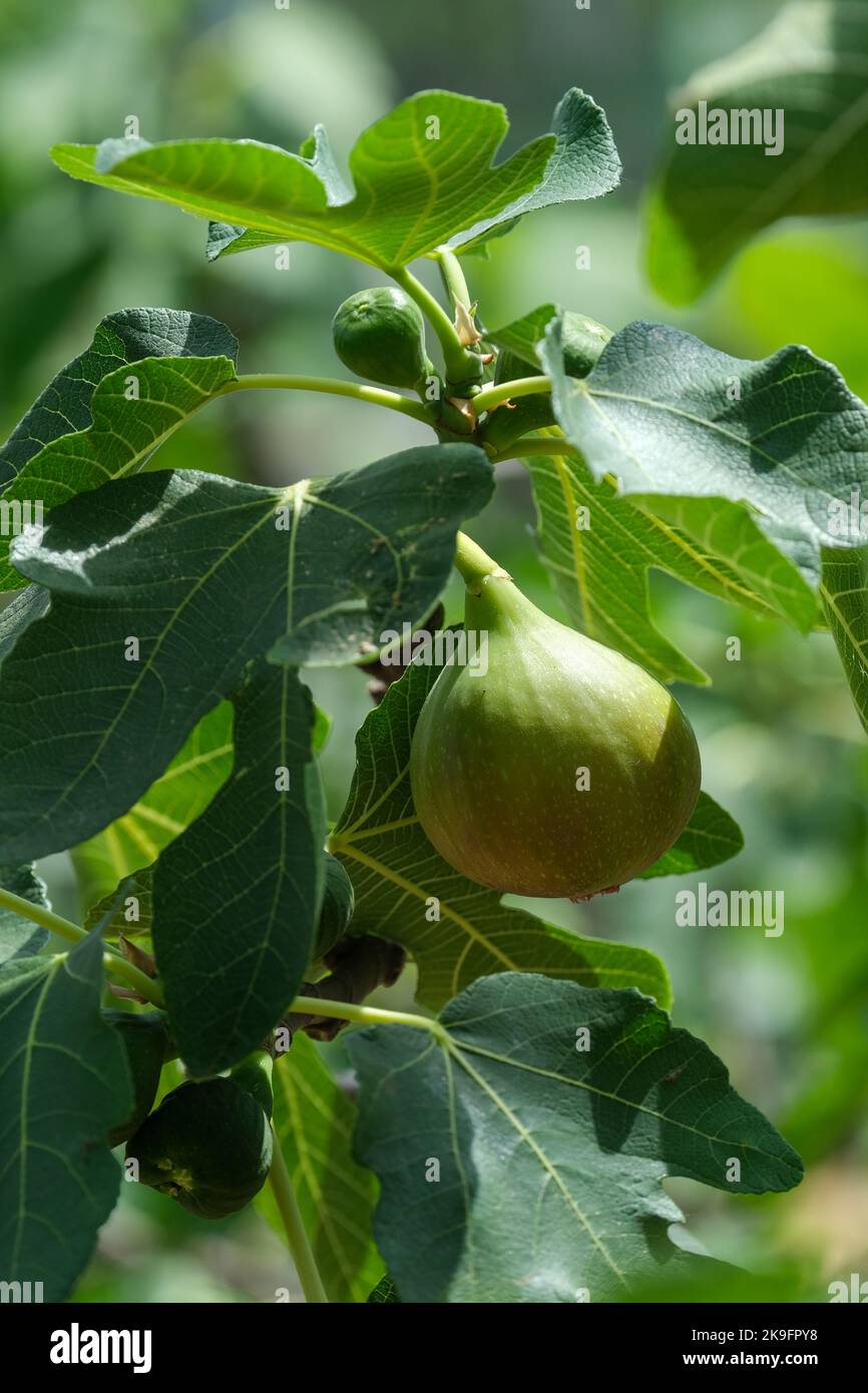 Ficus carica 'Angélique', figuier comestible poussant sur l'arbre Banque D'Images