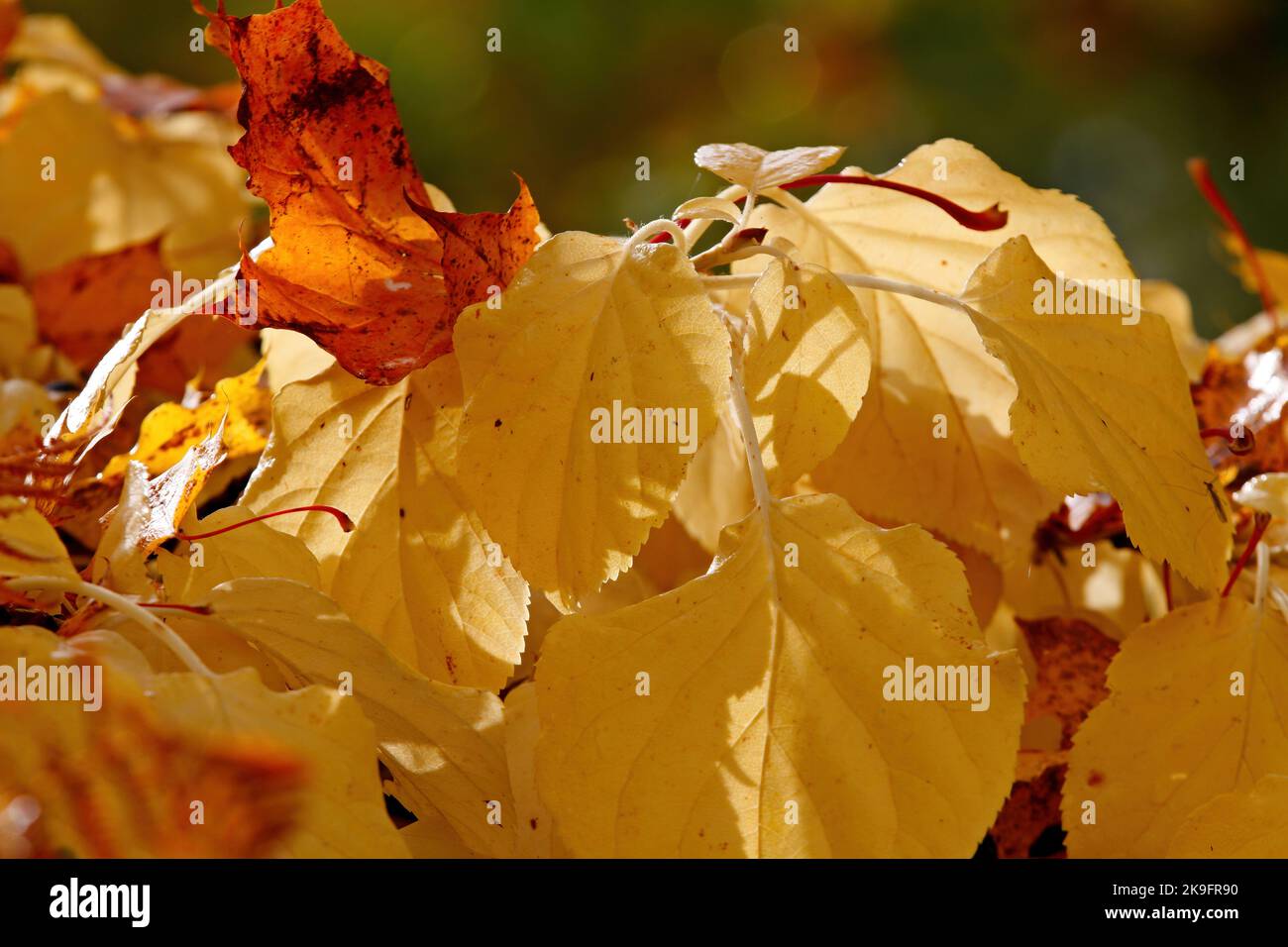 Tas jaune de feuilles d'hortensia par une journée ensoleillée Banque D'Images