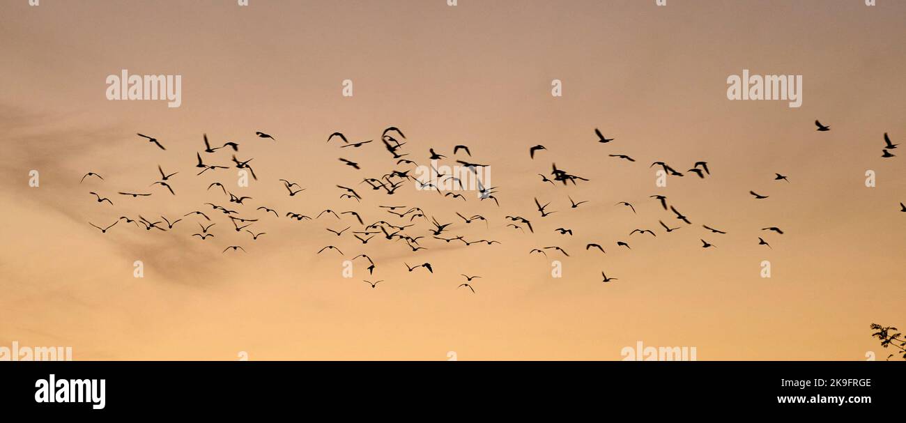Troupeau d'oiseaux contre un coucher de soleil, Leamington Spa, Warwickshire, Royaume-Uni Banque D'Images