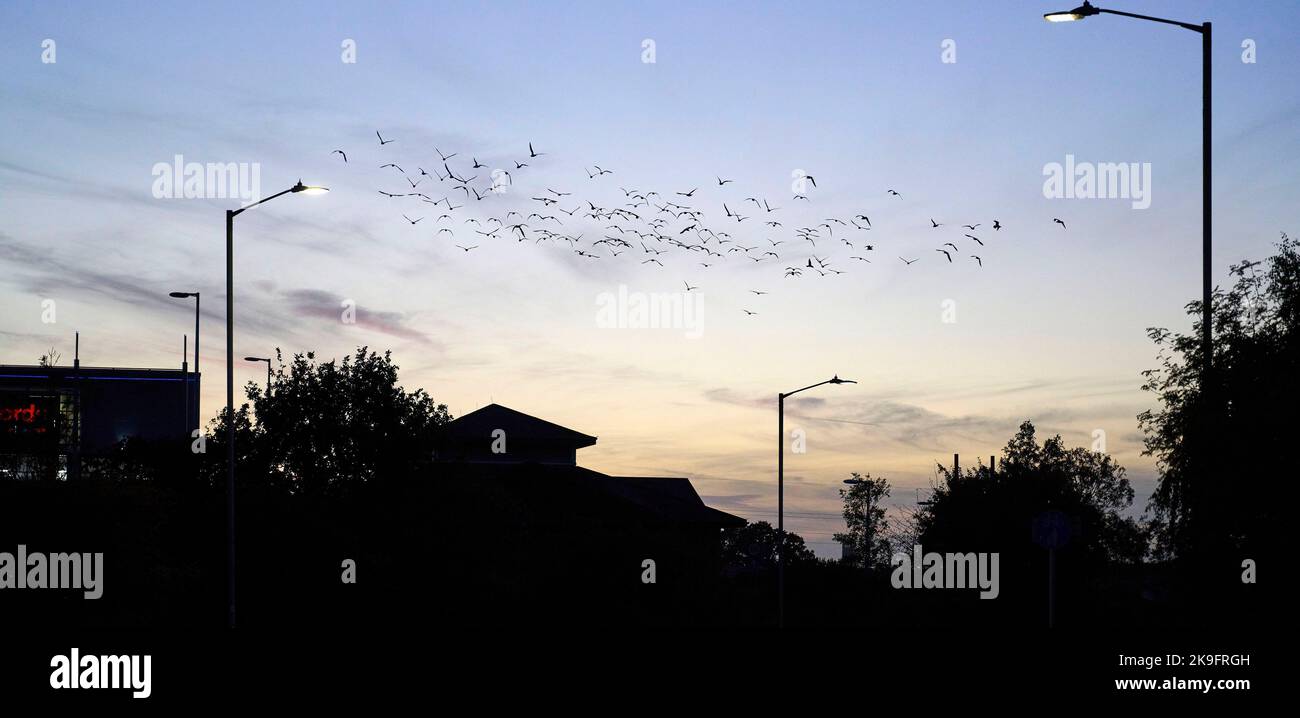 Troupeau d'oiseaux contre un coucher de soleil, Leamington Spa, Warwickshire, Royaume-Uni Banque D'Images