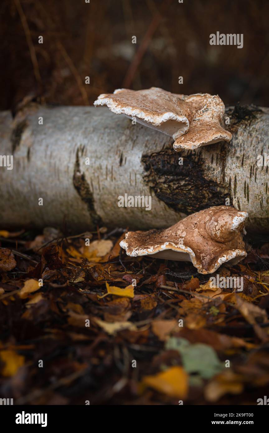 Polypore de bouleau sur un bouleau argenté. Woodland à Colchester, Essex. Banque D'Images