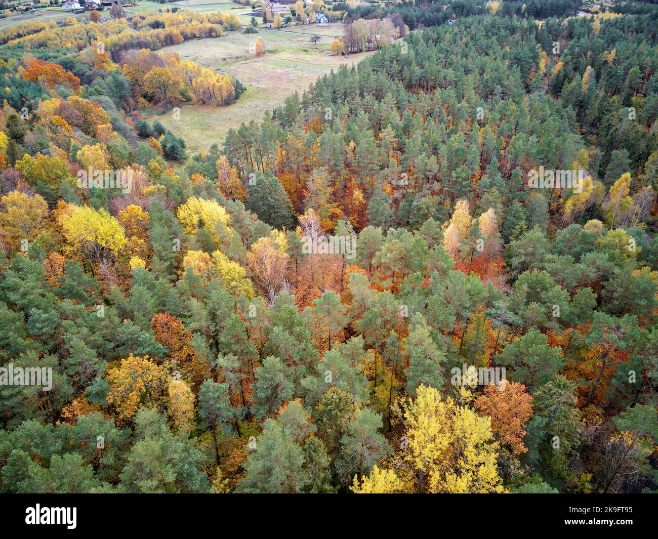 une vue aérienne de la route qui traverse la forêt d'automne Banque D'Images
