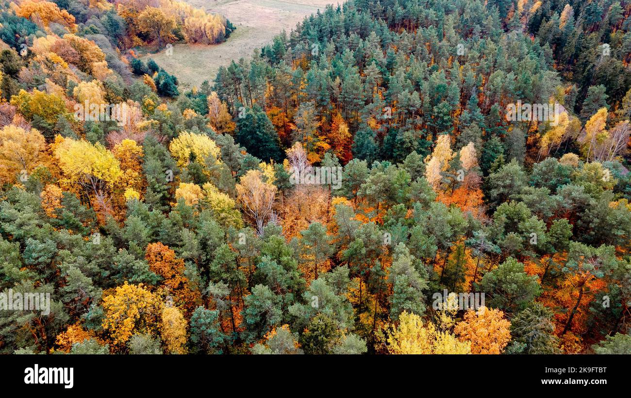 une vue aérienne de la route qui traverse la forêt d'automne Banque D'Images