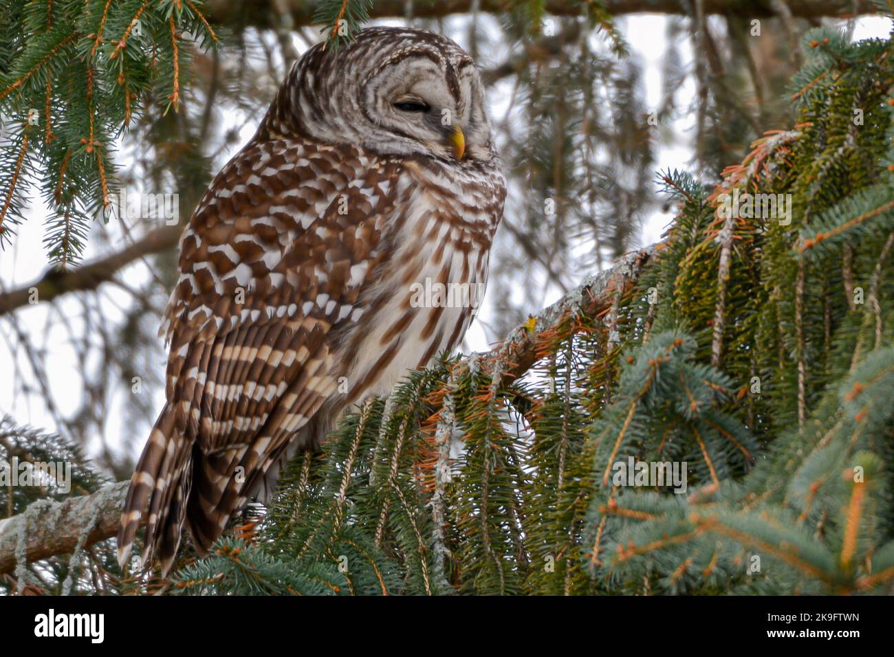 Un hibou barré dans les branches d'un pin lors d'une journée froide d'hiver. Banque D'Images