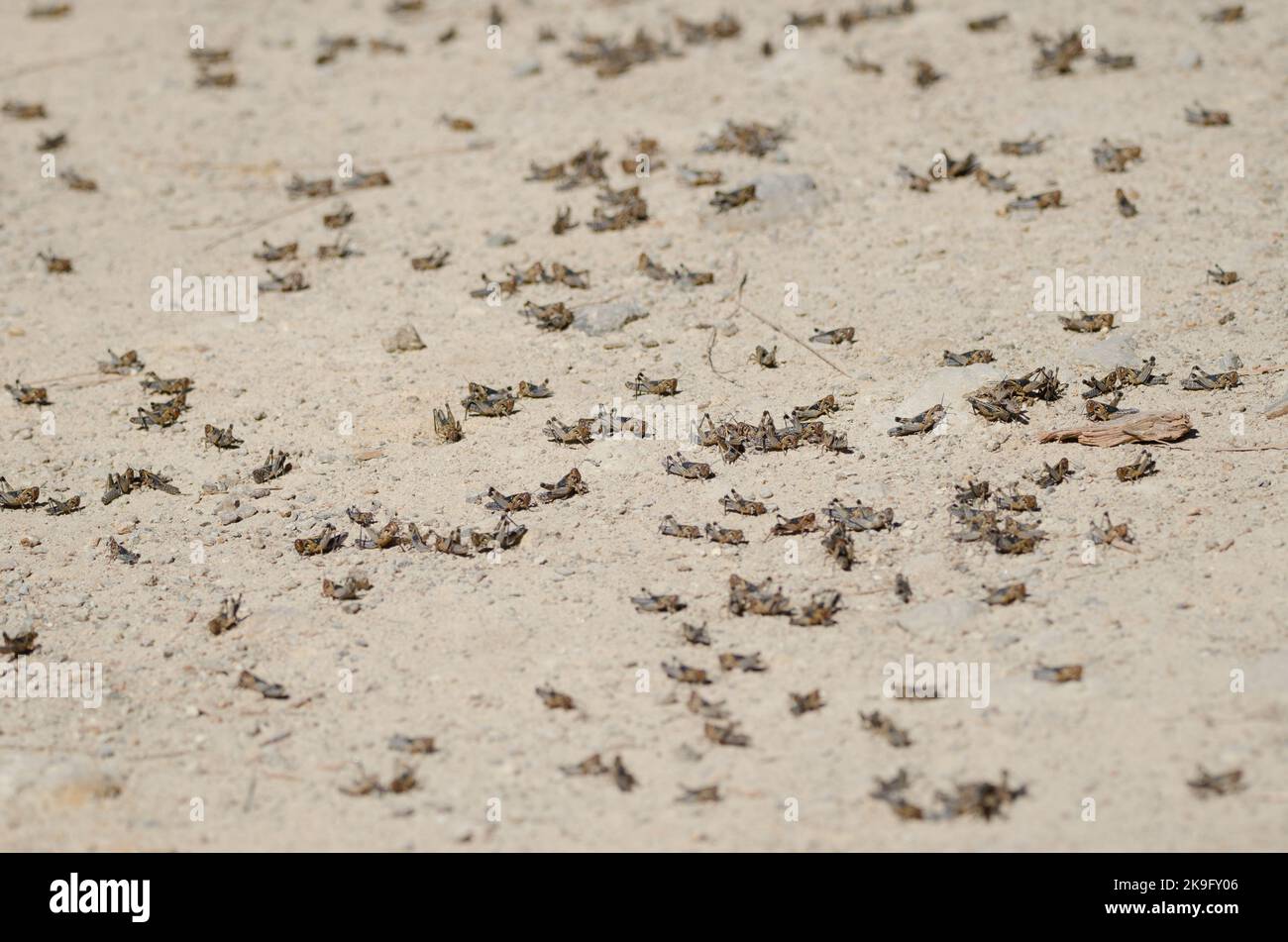 Nymphes du criquet marocain Dociostaurus maroccanus. Cruz de Pajonales. Réserve naturelle intégrale de l'Inagua. Tejeda. Grande Canarie. Îles Canaries. Espagne. Banque D'Images