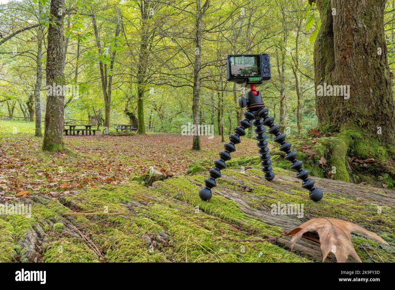 Un appareil photo compact monté sur un trépied de voyage léger pour photographier une forêt en automne Banque D'Images