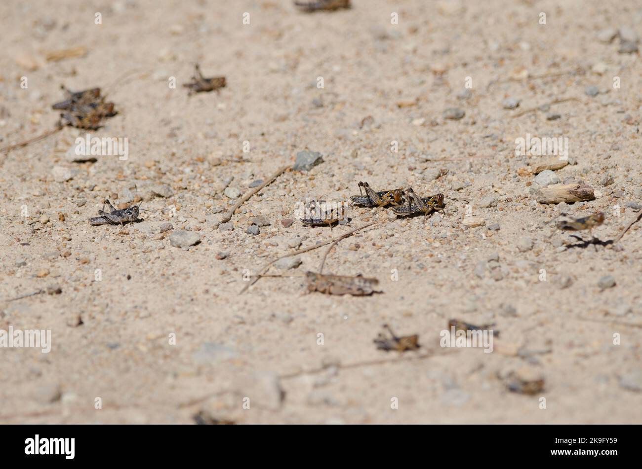 Nymphes du criquet marocain Dociostaurus maroccanus. Cruz de Pajonales. Réserve naturelle intégrale de l'Inagua. Tejeda. Grande Canarie. Îles Canaries. Espagne. Banque D'Images